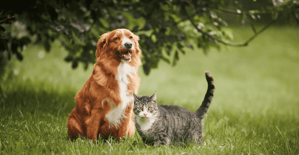 Cat and Dog in Park