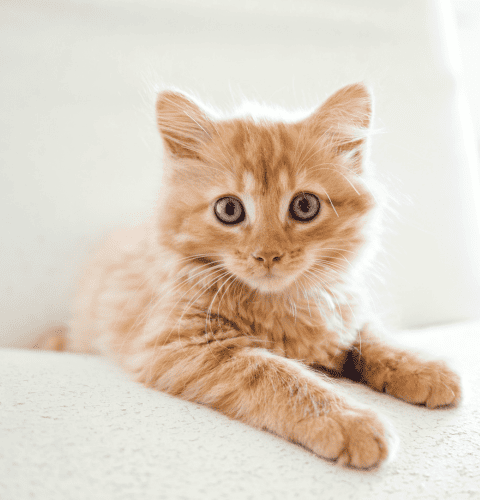 Cat sitting on Chair