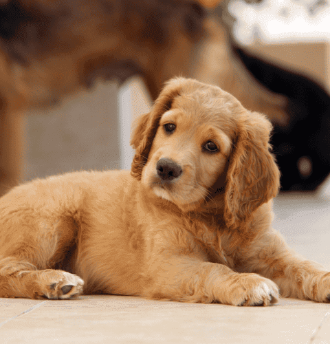 Dog sitting on Floor