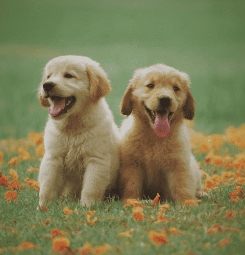Dogs in Park